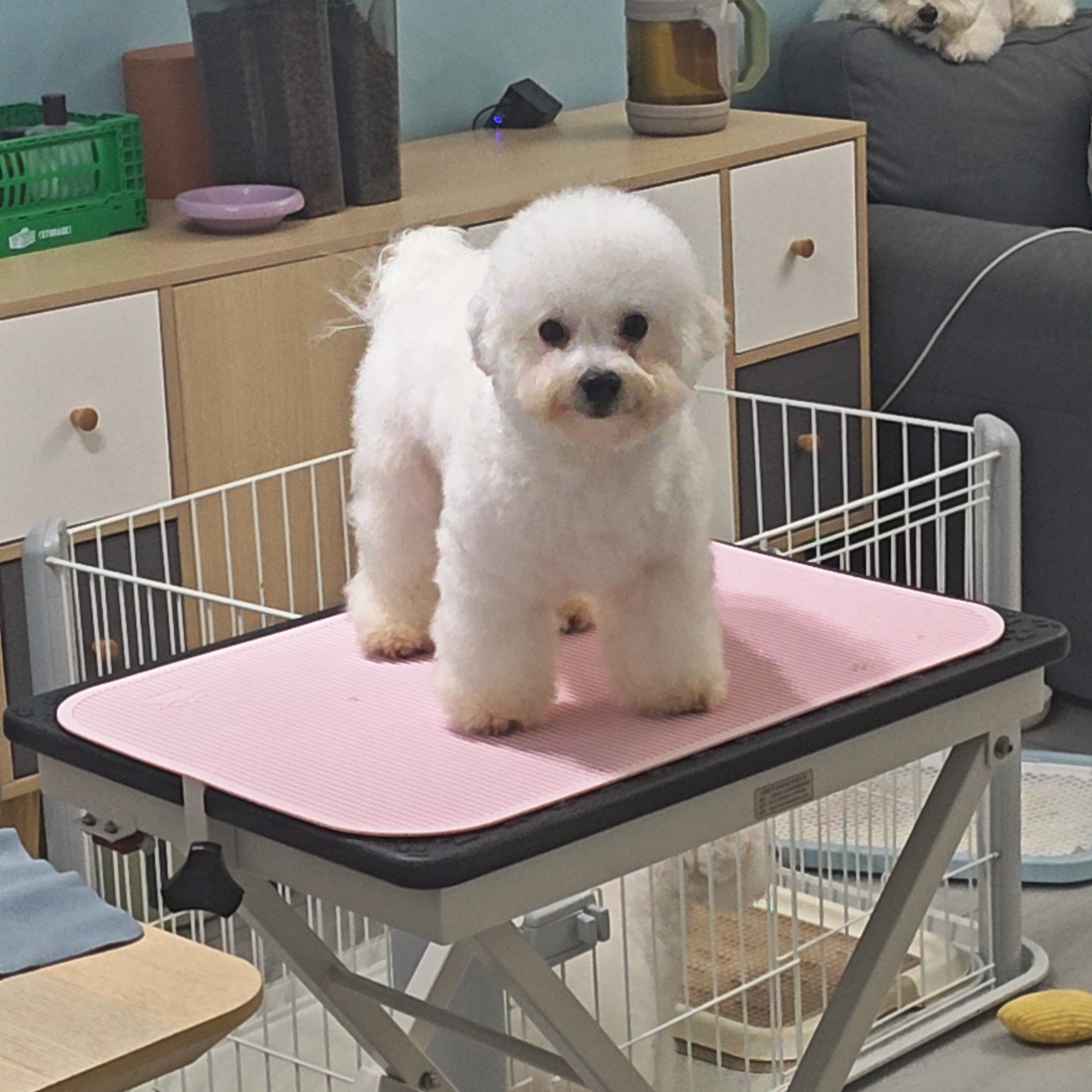 标体比熊妹妹六个月爸爸赛级血统会定点只找个人家养不议价